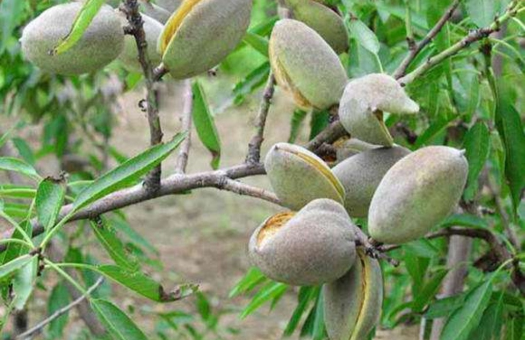 中国巴旦木之乡新疆莎车,神秘的昆仑山维吾尔