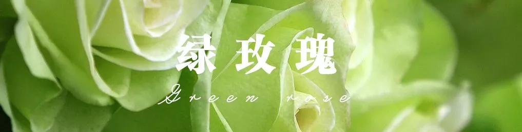 花店必备的5款玫瑰,花店最常用什么品种的玫瑰花