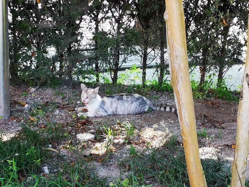 关河令朗诵视频,宋词关河令100首