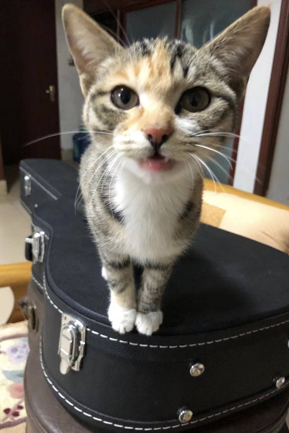 养猫必备物品需要多少钱,养猫必备物品羊奶粉