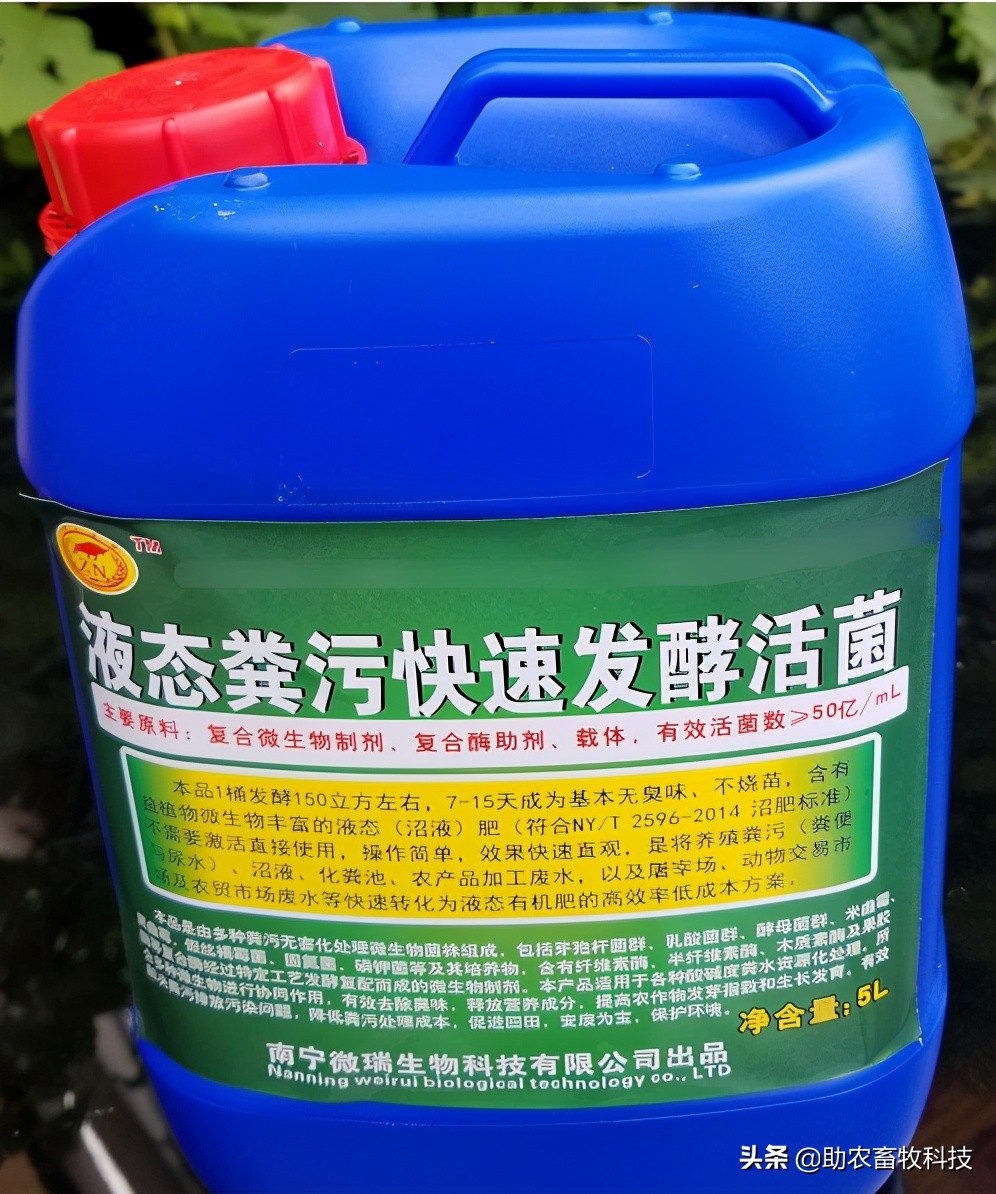 猪粪水直接浇地会烧苗烧根，你知道如何快速处理才能直接浇地吗？