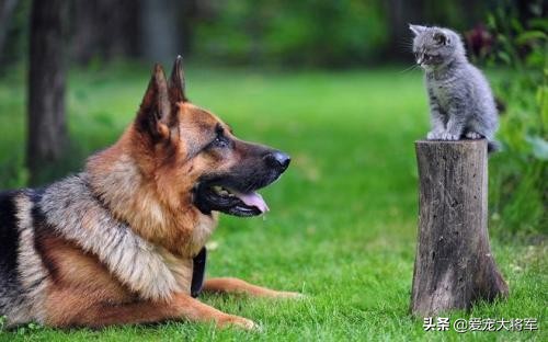 网上买狗怎么知道是不是狗贩子,买狗常见骗术大揭秘