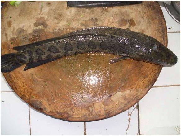 看图识海鲜，这些水产海鲜你都认识吗？