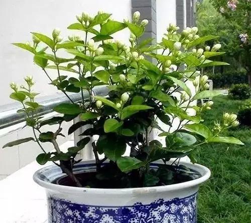 田园土与营养土配比多少适应养花,植物营养土如何自己配制