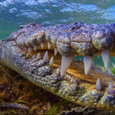 动物进化装备大全,食肉动物大对决