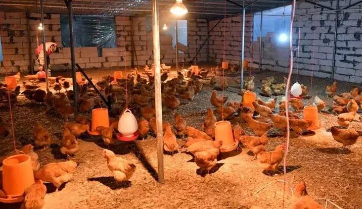 乡村创业追梦之路,风雨兼程阔步前行的发展历程