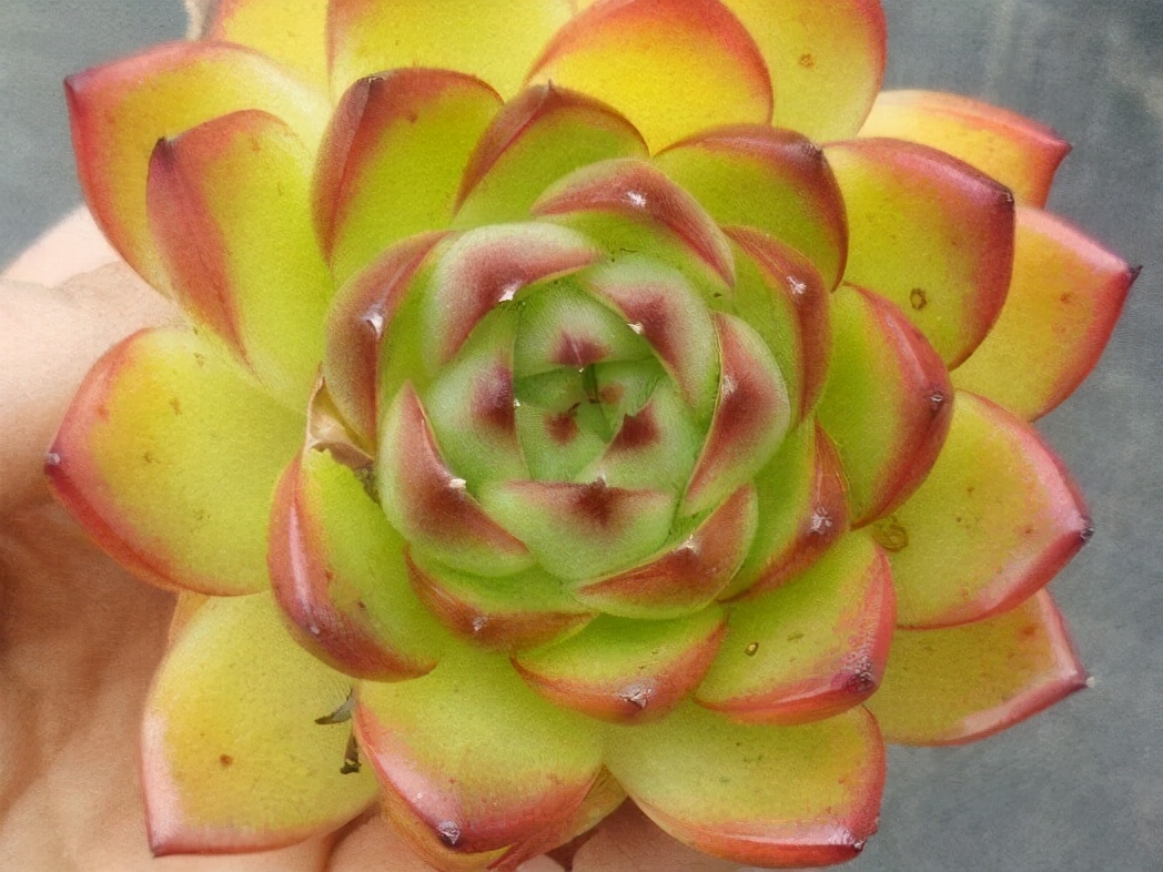 好看又难养的多肉,漂亮的多肉都难养是个误区