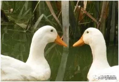 养鸭子要预防哪几种病情,怎么判断鸭病最简单方法