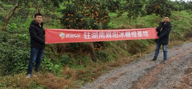 麻阳冰糖橙现摘现发,橙子采摘季麻阳冰糖橙