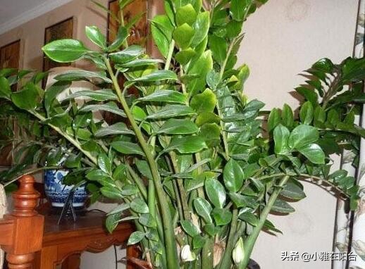 金钱树叶子种植选择嫩叶还是老叶,金钱树如何养护叶片油亮