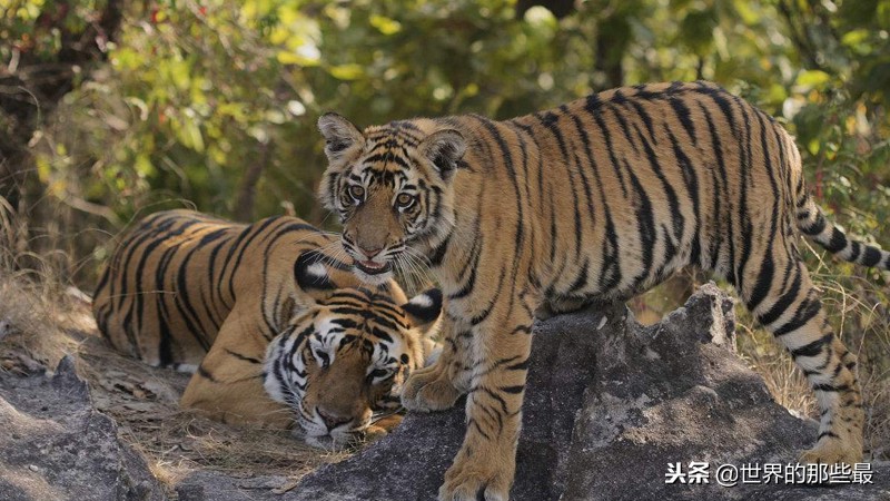 史上最凶猛的老虎捕食猎物,老虎捕食哪里的老虎最厉害