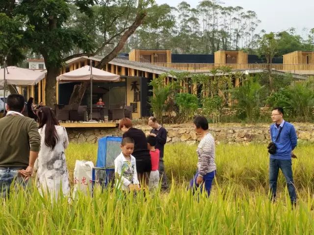 广州增城区宛若故里稻田里民宿,清远稻田田野民宿