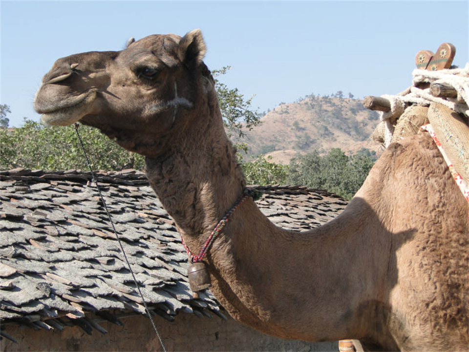 大象为什么不被其他动物吃掉,为什么食肉动物不吃大象