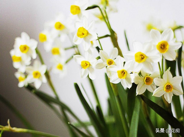 水仙花种植技巧水培,水仙花出现徒长倒下来如何处理