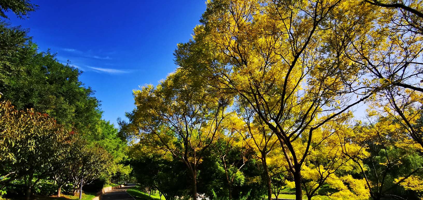 鍖椾含绉樺,鍖椾含绉樺涔嬫梾