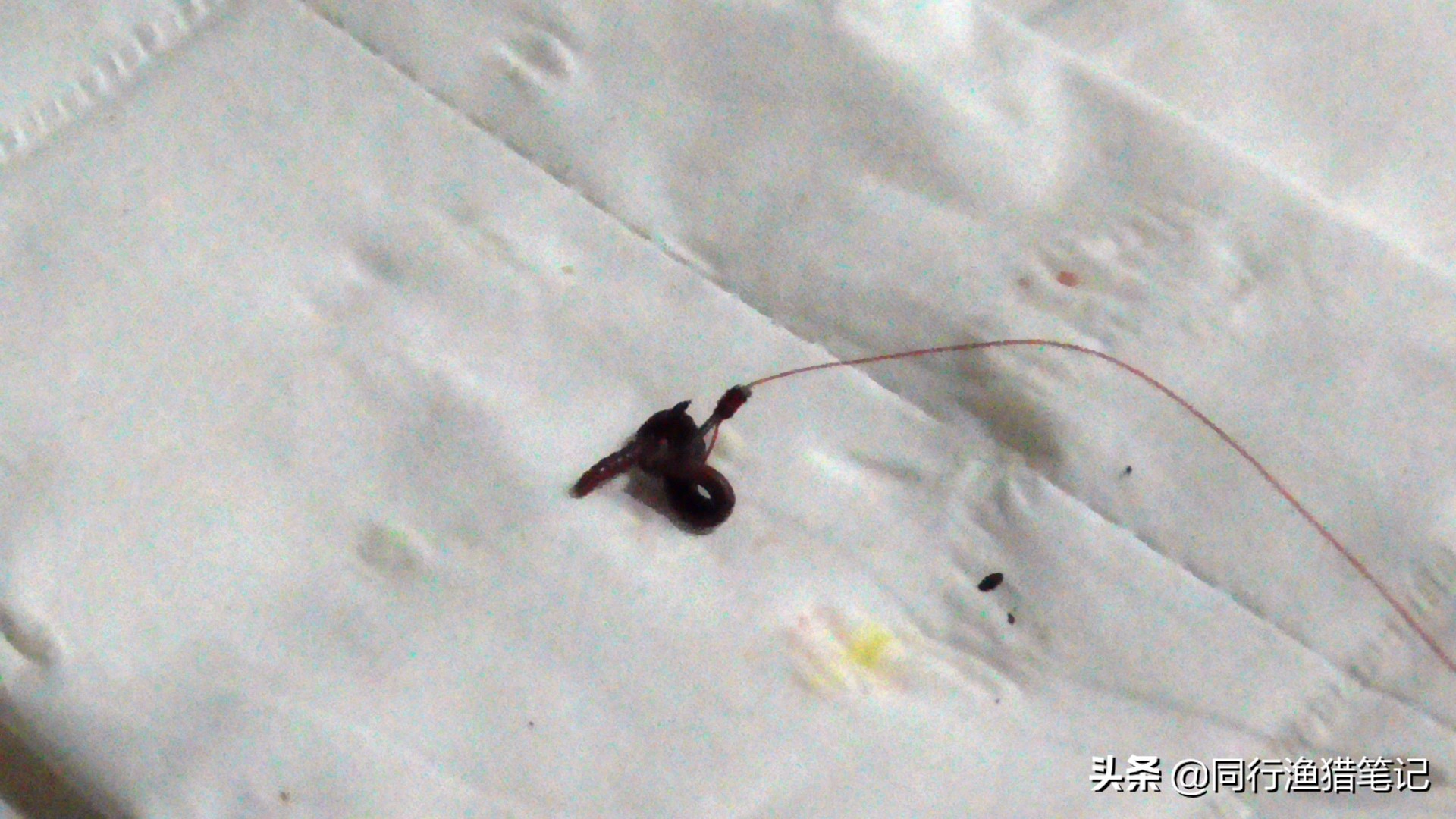 用蚯蚓钓鱼正确的挂钩方法,蚯蚓钓鱼挂钩最好方法图解