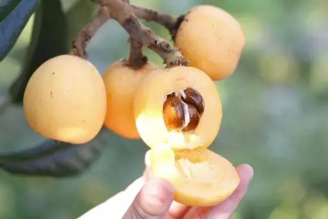 开阳最好吃的枇杷,皮薄多汁的枇杷