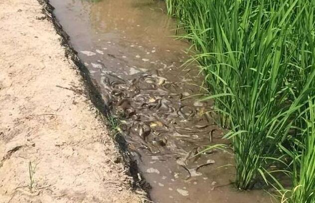稻田养殖泥鳅技术资料,随州稻田泥鳅养殖技术