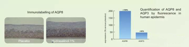 娇韵诗双萃精华是熬夜精华吗,娇韵诗双萃精华和圣罗兰熬夜精华