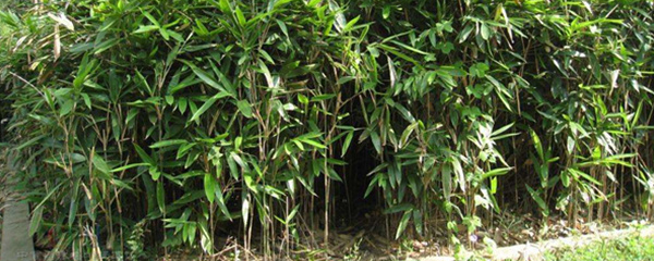 竹子种植时间和方法,竹子种子种植