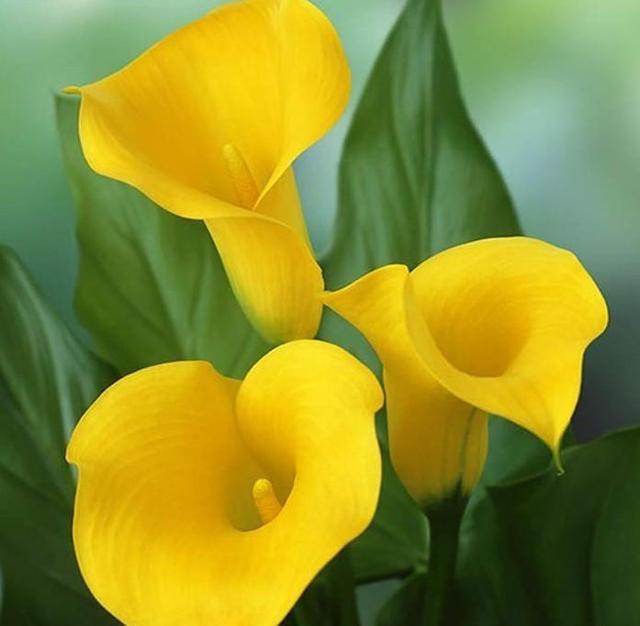 马蹄莲的养护是放在阳面还是阴面,马蹄莲冬季室内怎么养