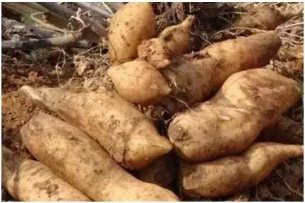 小型养殖创业好项目有哪些,农村创业特种种植致富好项目