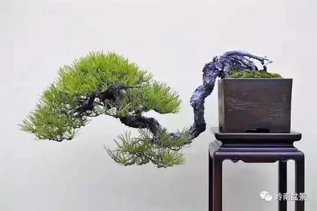 临水式金弹子盆景图片大全欣赏,看盆景展里赏心悦目的盆景