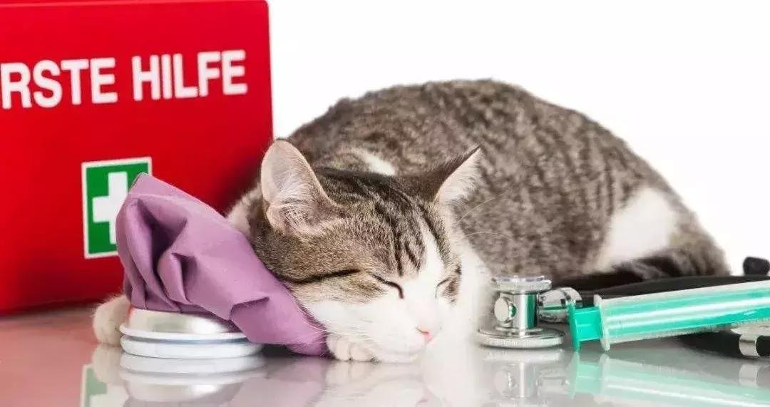 铲屎官常备的药,铲屎官该如何治疗和预防