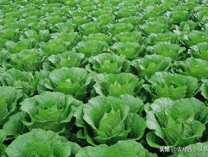 露天蔬菜种植怎样使用防虫网,蔬菜种植技术知识大全