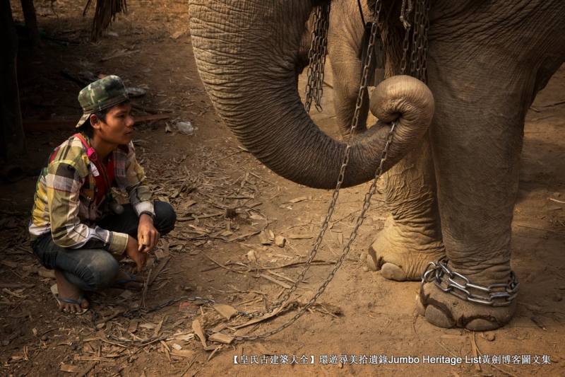 第1844回:皆伐破坏栖息生态,间伐劳工大象伐木