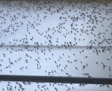 家里蟑螂多用什么方法灭蝇效果好,除蟑螂家用灭蟑神器