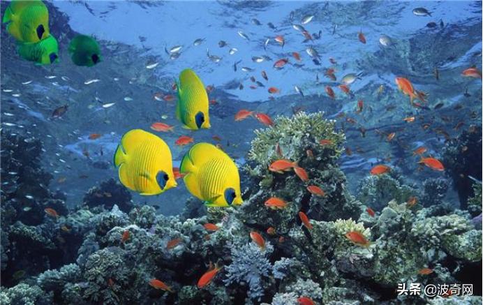 小宠市场,可以摆摊卖的小宠