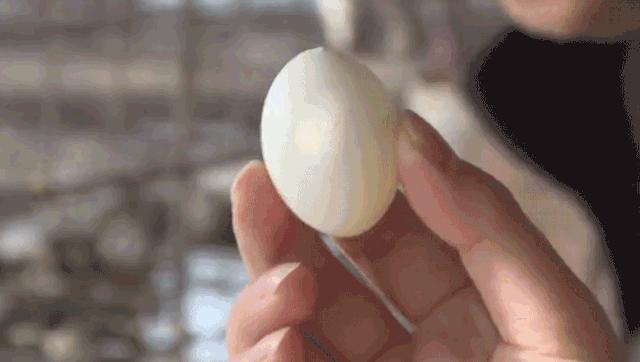 鸭蛋鹅蛋鸡蛋鹌鹑蛋哪个更有营养,鸡蛋鸭蛋鹅蛋鹌鹑蛋哪个最有营养