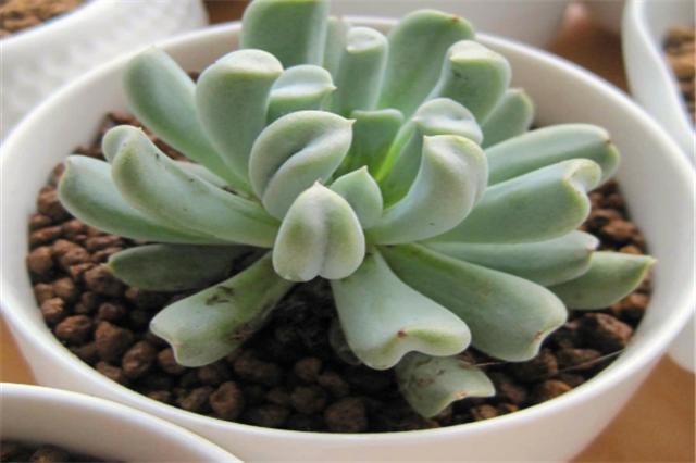 多肉玉莲掌养护方法,多肉玉莲品种大全