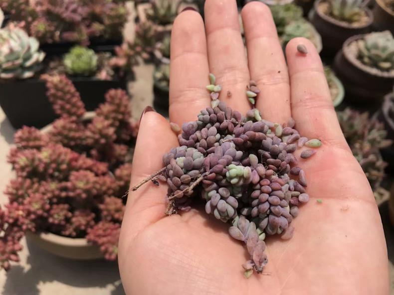 多肉植物长斑,多肉植物长斑是怎么回事