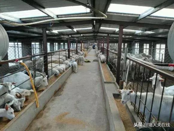 一条龙羊场,最大羊场