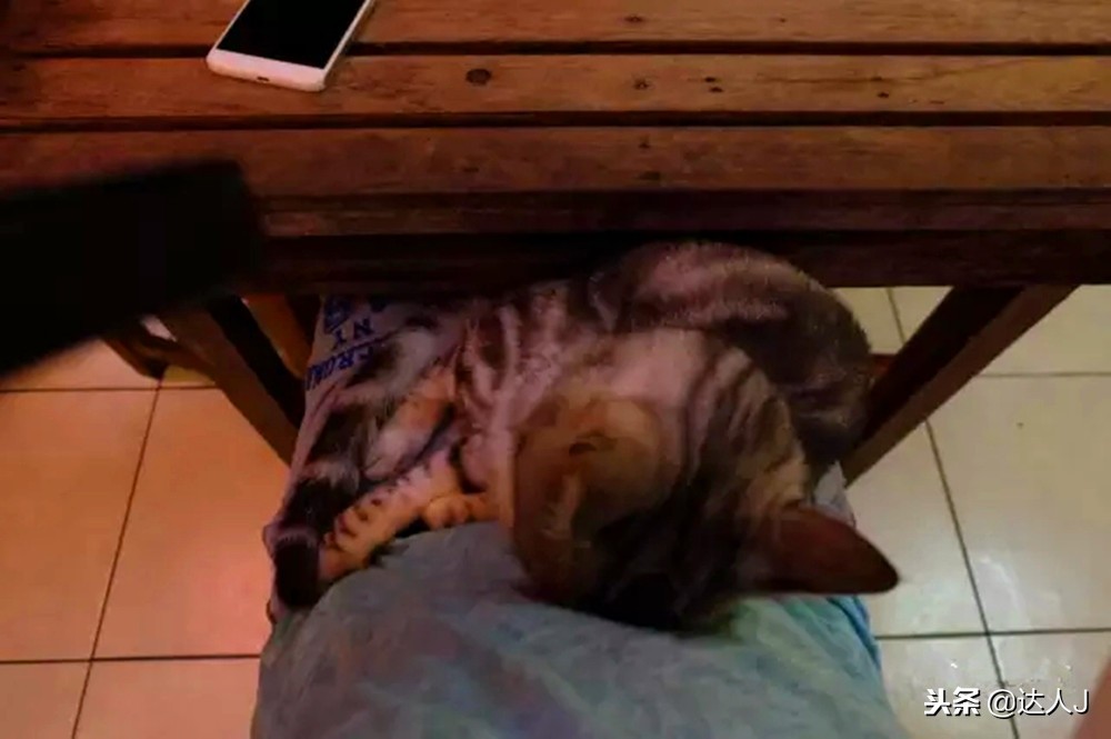 小天绝地求生,小天蜘蛛