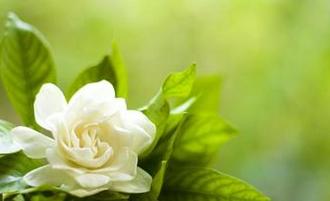 栀子花扦插生根了多久可以土培,栀子花怎么土培扦插成活率高