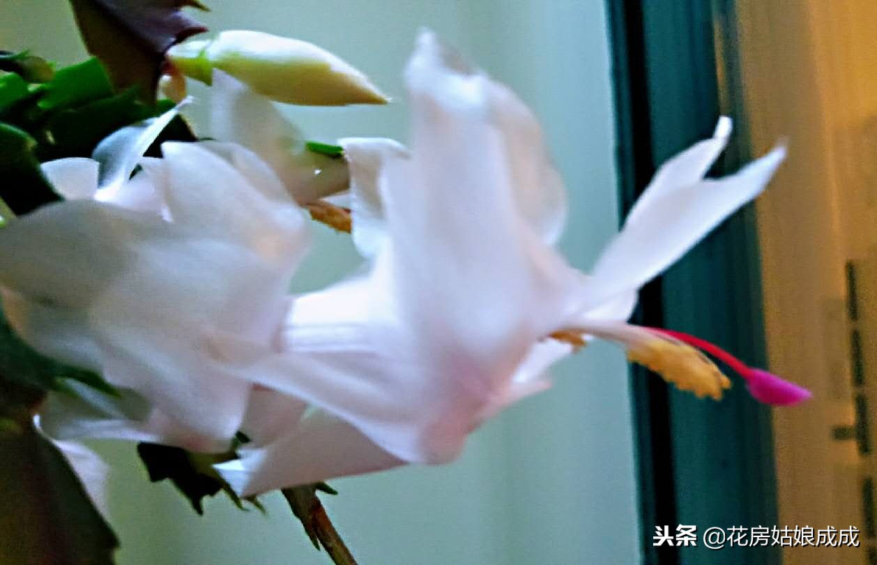 蟹爪兰花谢了后怎么养,蟹爪兰花谢后养殖方法