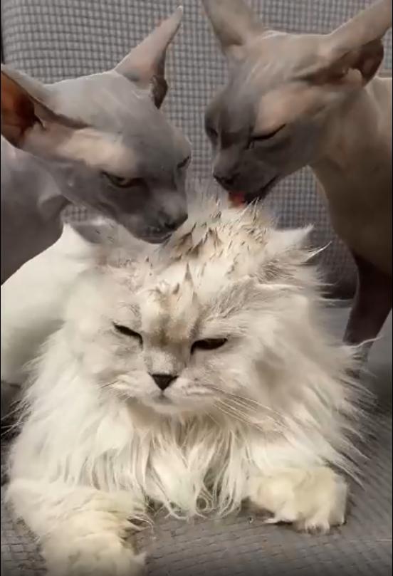 无毛猫咪沉浸式舔毛,无毛猫咪