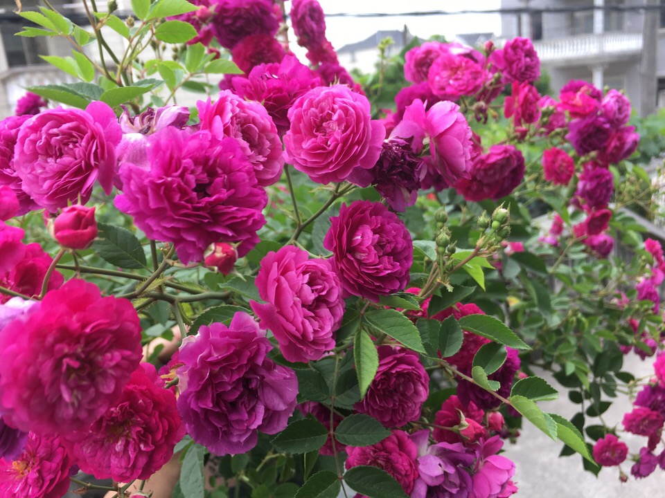 养花中出现小黑飞蚊怎么消除,养花有小黑飞怎么办