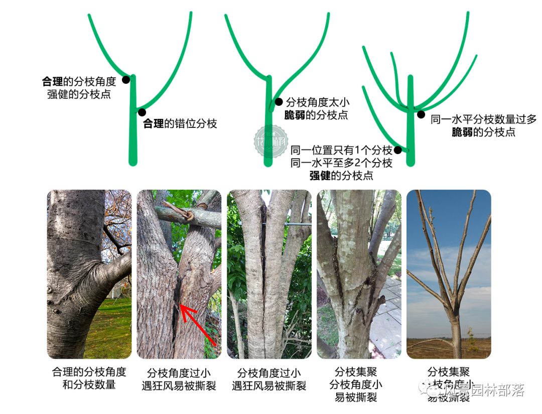 日本红枫红舞姬树形怎么修剪,盆栽红枫树修剪