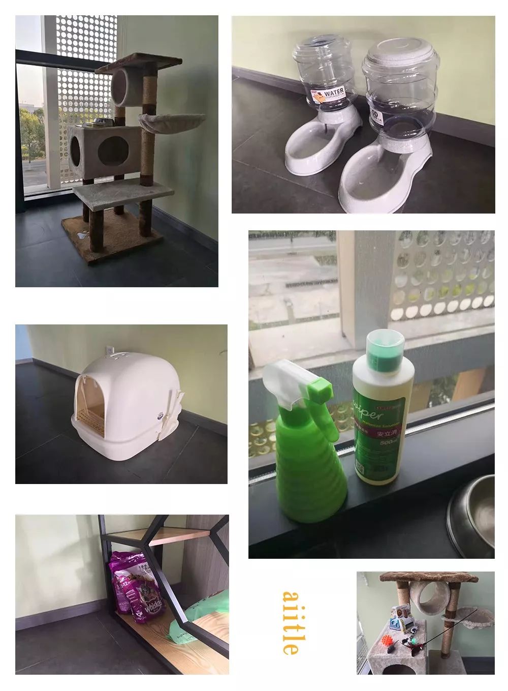 如何改善猫咪的口臭吃什么,铲屎官如何搞定猫咪的坏脾气