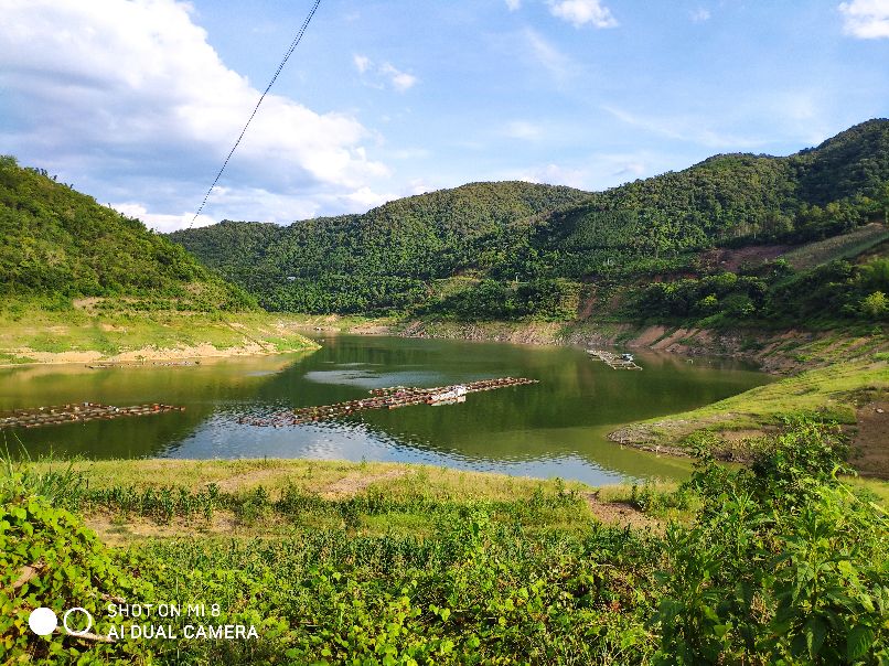 千里打疫苗，狂口大罗非