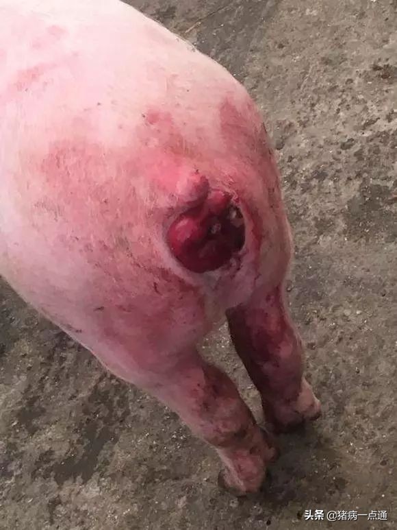 猪翻花及脱肛怎样处理,养猪人猪粪怎么处理