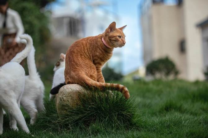 离岛微城慢生活,离岛微城慢生活嵊泗列岛