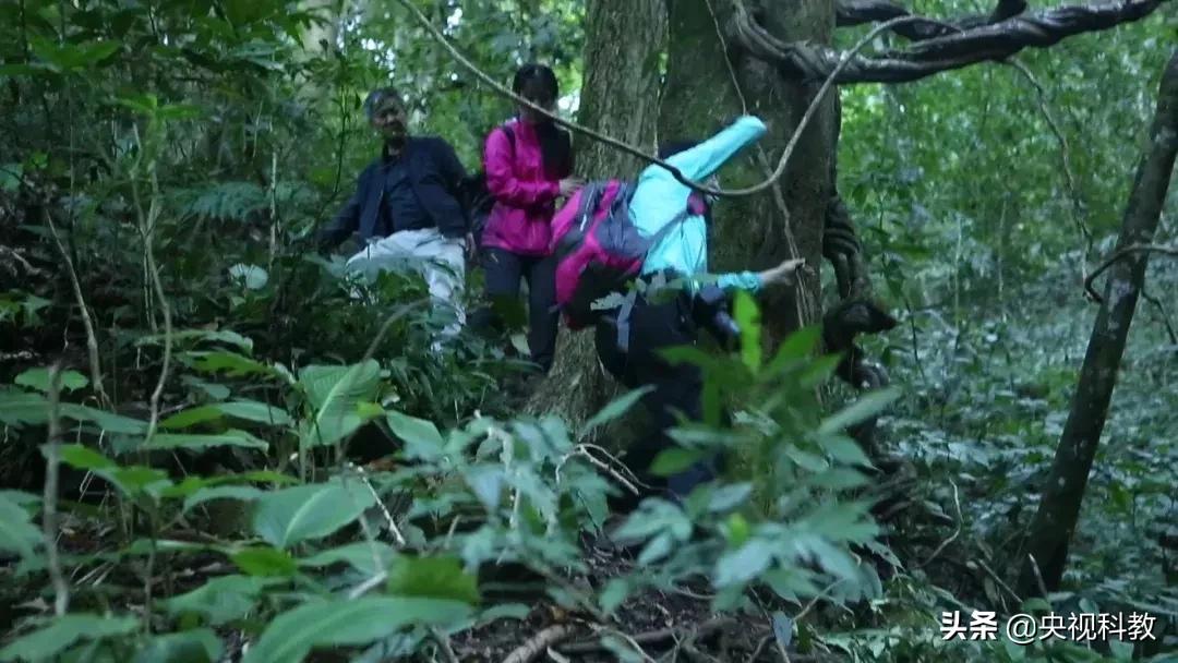 揭秘出没滇南的巨型“红龙”