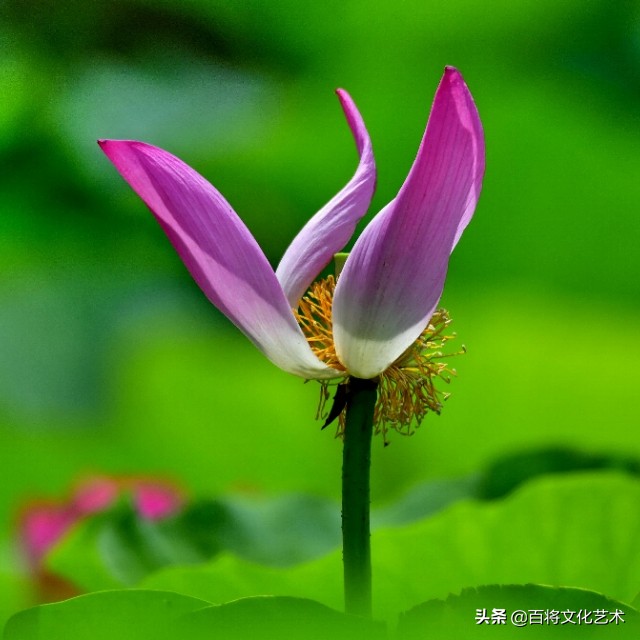 关于荷花的诗句古诗,荷花水墨画诗句书法