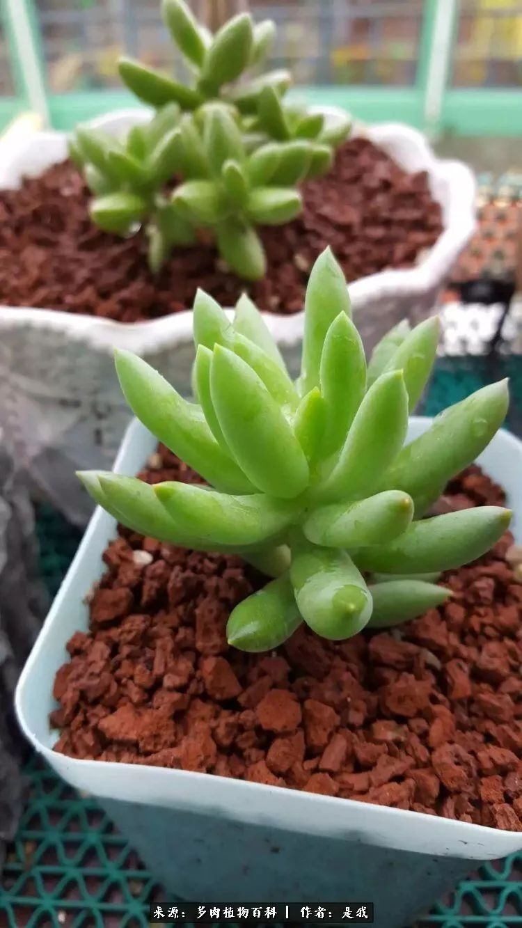 偶遇多肉的感言,偶遇山中多肉