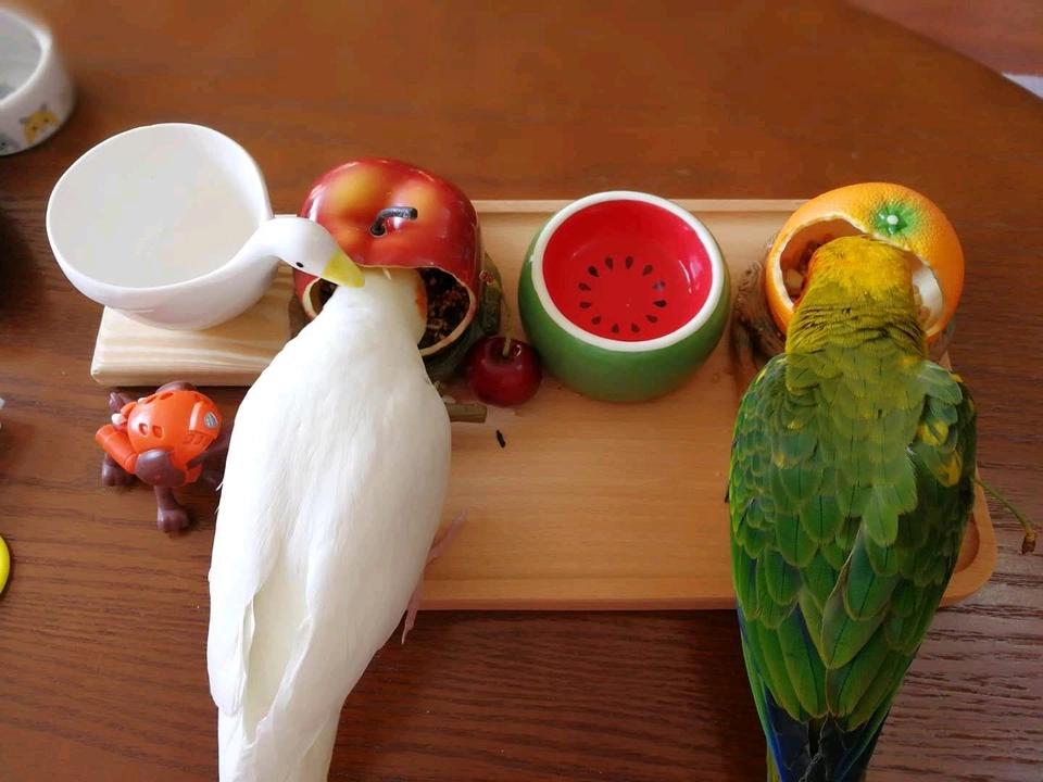 致每一位鹦鹉主人的一封信:想养鹦鹉必看的一篇文章|总结十年